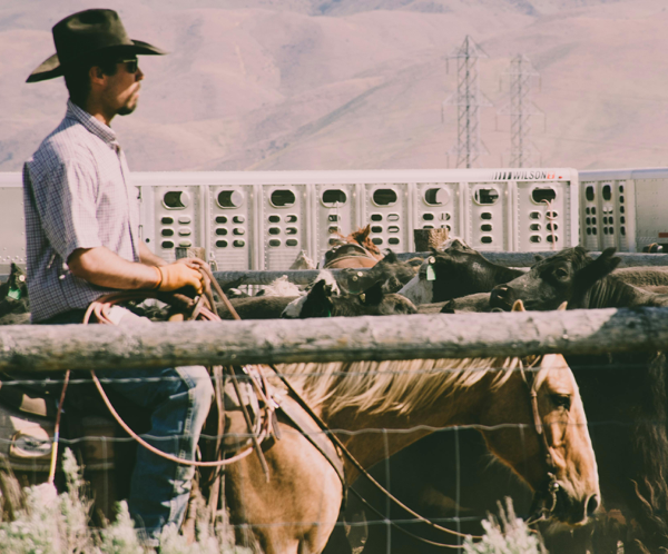 Cowboy and livestock on a rural farm, capturing the essence of the countryside.